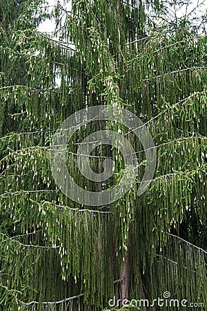 The snakeâ€ spruce tree (Picea abies viminalis) Stock Photo